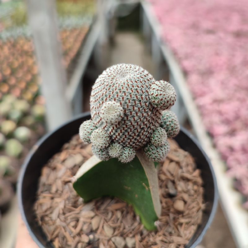 Grafting Rebutia | D 10cm | Kaktus