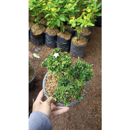 Bonsai Mirten (Sudah Jadi) | Bonsai Melati Jepang | Bonsai Hingkip | Bonsai Mirten Variegata | Bonsa