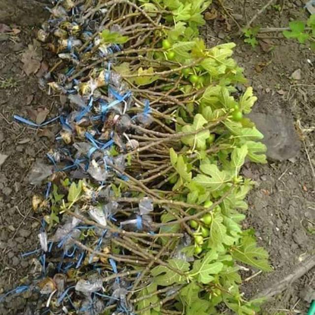 bibit buah tin merah