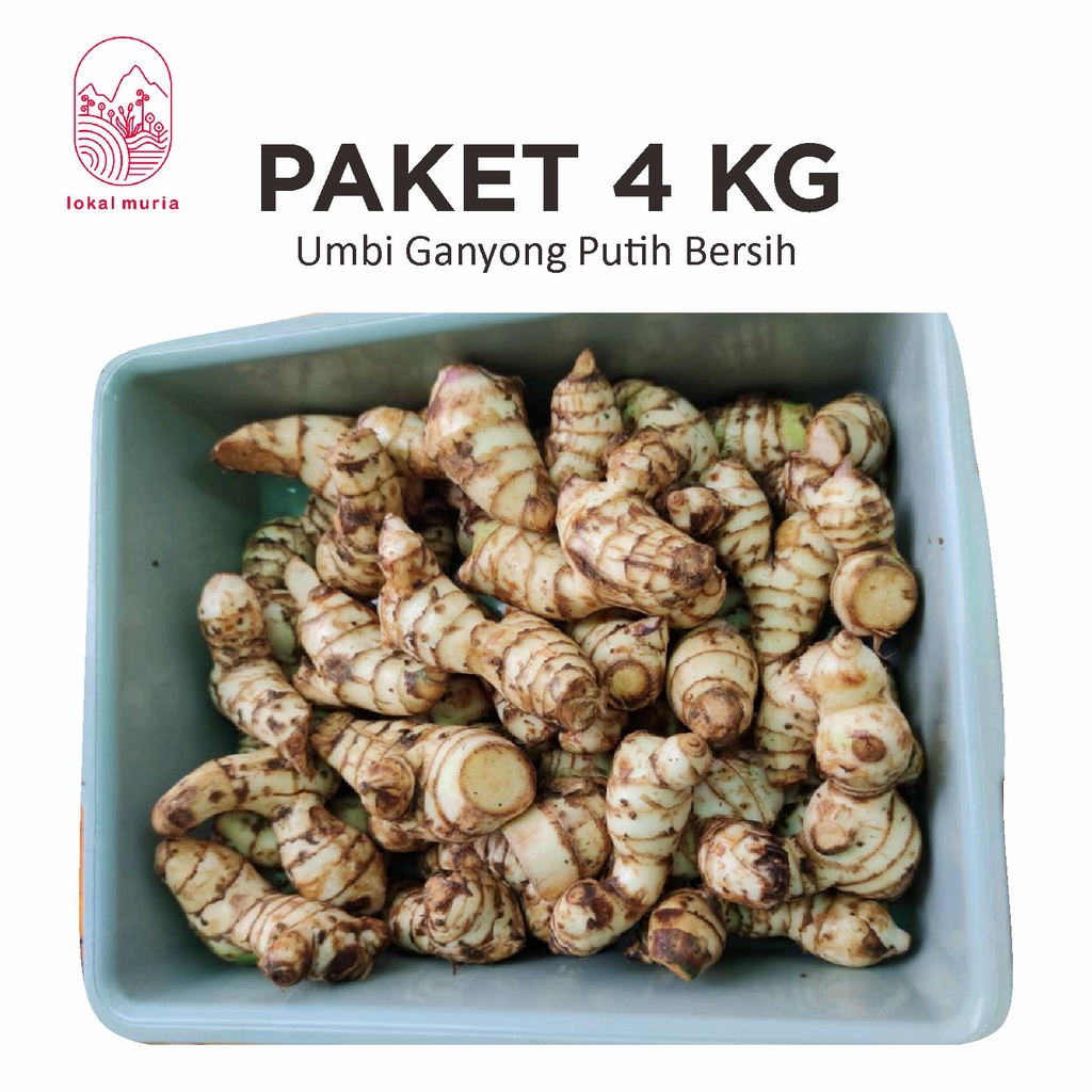 

PAKET 4 KG UMBI GANYONG PUTIH SEGAR BERSIH ASLI MURIA SUPER MURAH