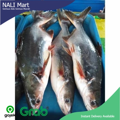 

Ikan Patin Ukuran Besar Sayur Online Ikan Segar 1 Ekor