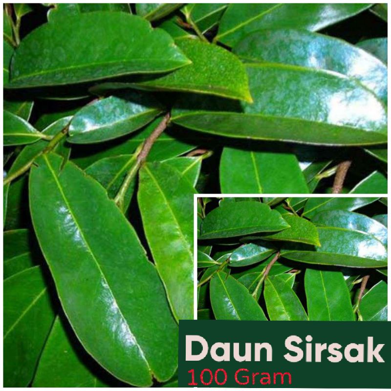

DAUN SIRSAK SEGAR 100 GRAM/DAUN SIRSAK