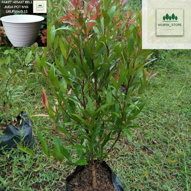 Tanaman pucuk merah tinggi 30cm | pohon pucuk merah murah | pusat pohon pucuk merah