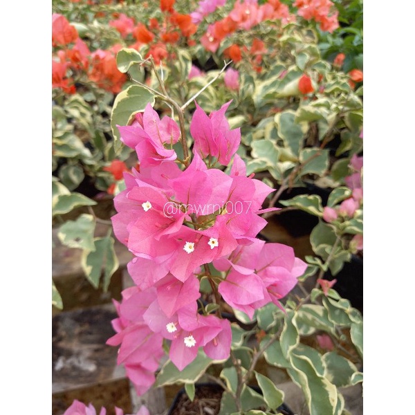 Bougenville Varigata Pink
