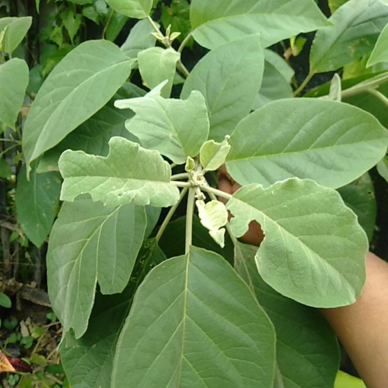 

Herbal Daun Sembung petik segar 10 helai