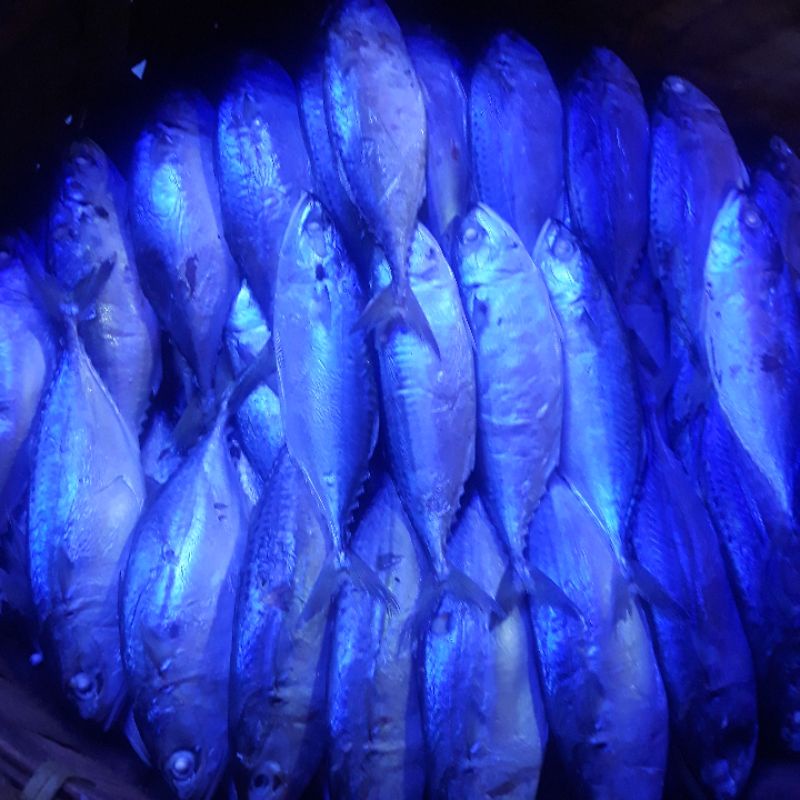 

ikan rebus medan 500g1/2 isi 5