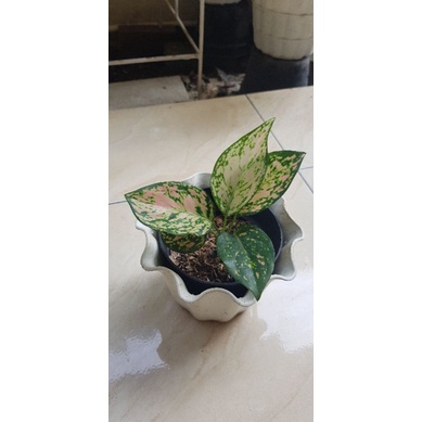 Aglonema remaja lady valentine foto asli real pict
