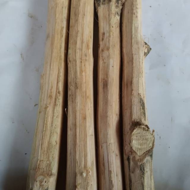 Jual Ranting pohon jati untuk obat ambeyen dan wasir