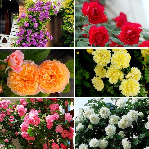 Benih Bibit Biji Bunga Mawar Rambat / Climbing Rose Mix Tpsdd3 Kualitas Baik