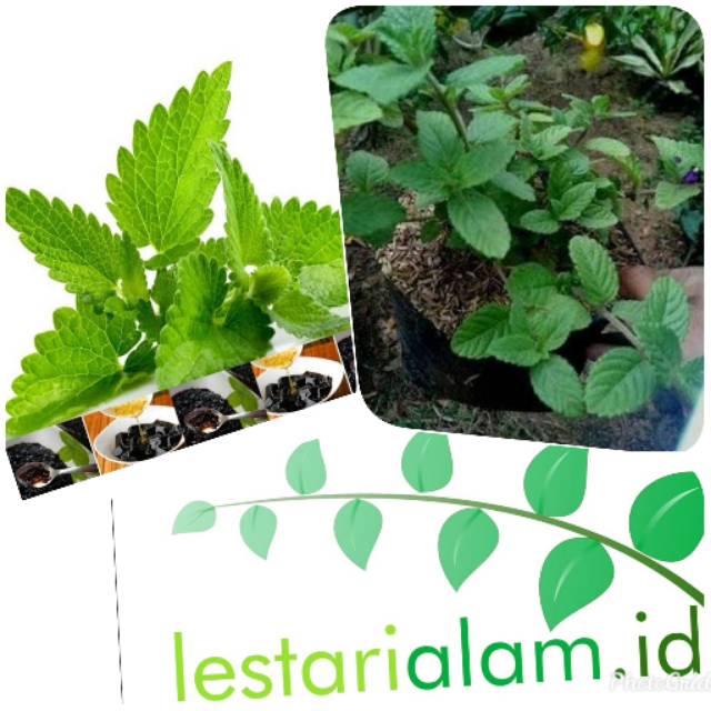 Bibit pohon cincau hitam bibit cincau hitam