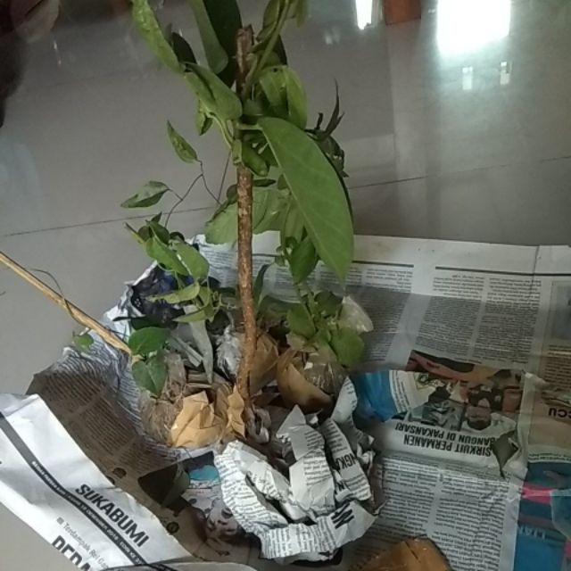 Paket 4 Jenis Pohon Cincau  Bulu Jelly Janggelan Perdu 