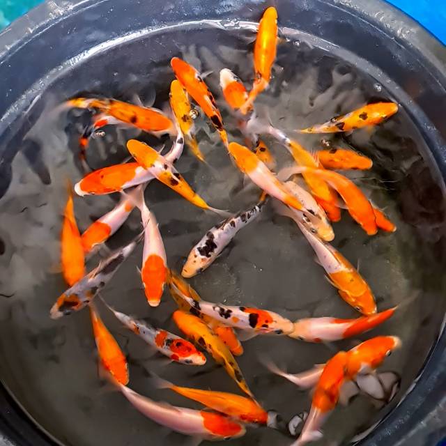 Ikan koi anakan 100% blitar joss paket acak 6 ekor