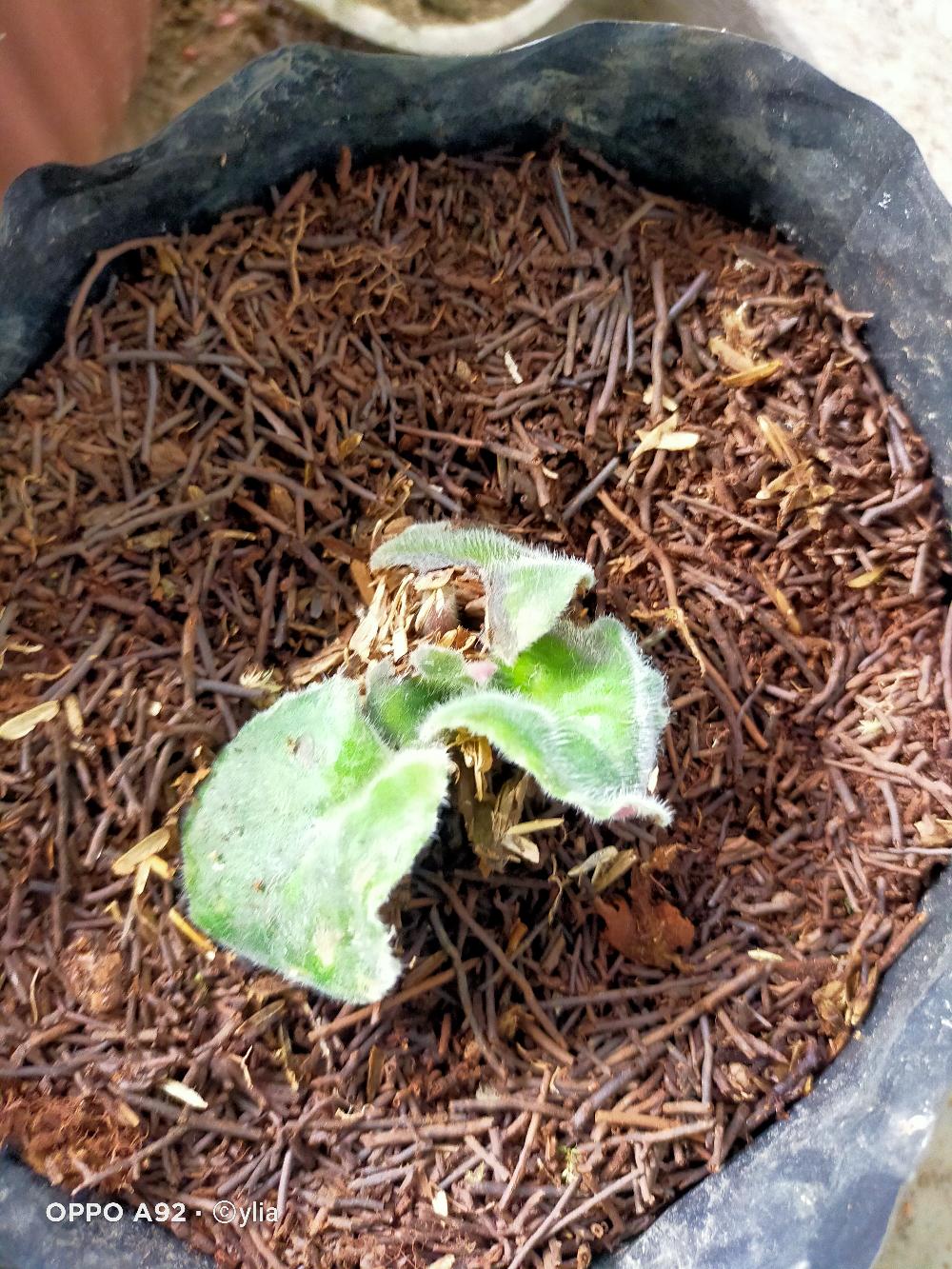 African Violces Bunga Blue Bicollor - Hebat Garden3