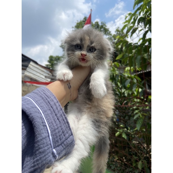 KUCING KITTEN SCOTTISH FOLD || HIGHLAND FOLD || SF CALICO