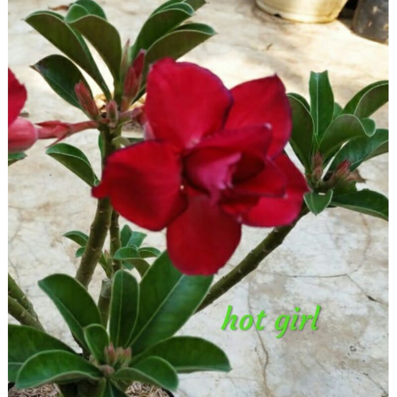 bibit bunga kamboja adenium tumpuk jenis HOT GIRL