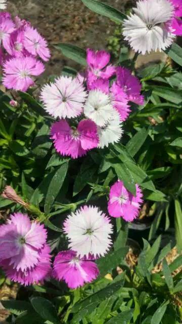 Bunga DIANTHUS // ANYELIR MINI