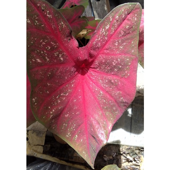 BUNGA KELADI MERAH MIRZANI