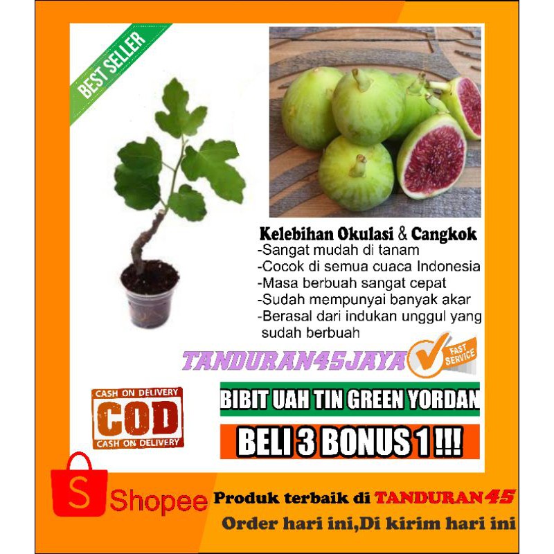 bibit tanaman buah tin green yordan/bibit buah tin/buah tin