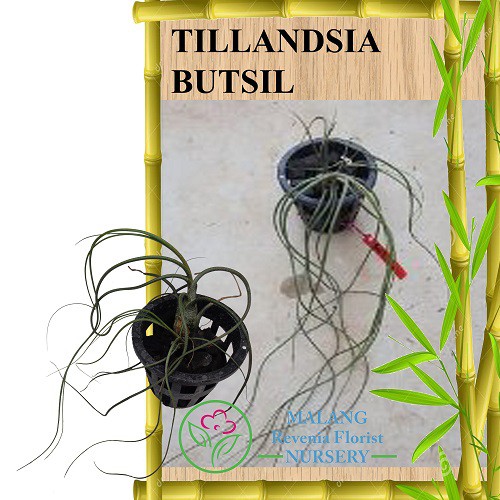 Tanaman Tillandsia Butsiil