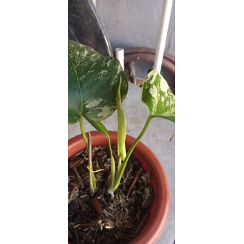 Monstera White Tiger varigata