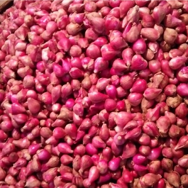 

Bawang merah besar , bisa partai besar