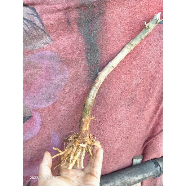 bahan dongkelan bonsai mame/small Anting putri