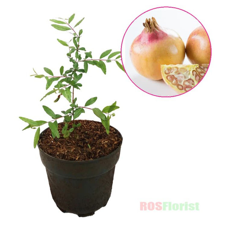 kw1 Bibit Tanaman Buah Delima Putih