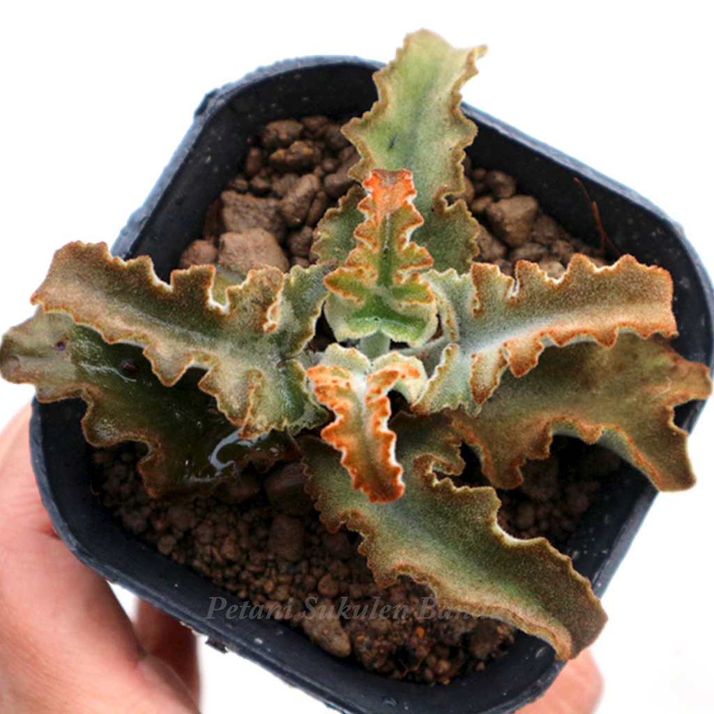 Sukulen KAKTUS cactus PAKET sekulen JUMBO Bonus POT hitam &amp; media tanaman hias hidup bkn artificial