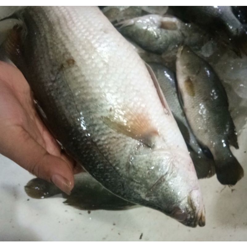 

Ikan Kakap Putih Fresh 1kg