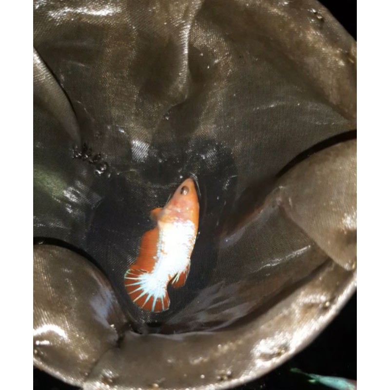 cupang hias jenis plakat FCCP orange (female)
