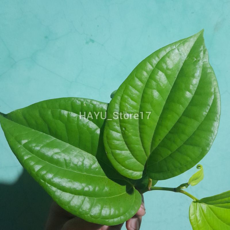 

Sirih hijau - Daun sirih hijau - Daun herbal tradisional