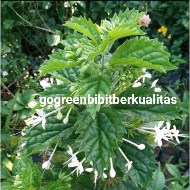 tanaman herbal keji beling herbal keji beling