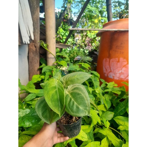 syngonium frosted heart ice heart 7-8 daun murah