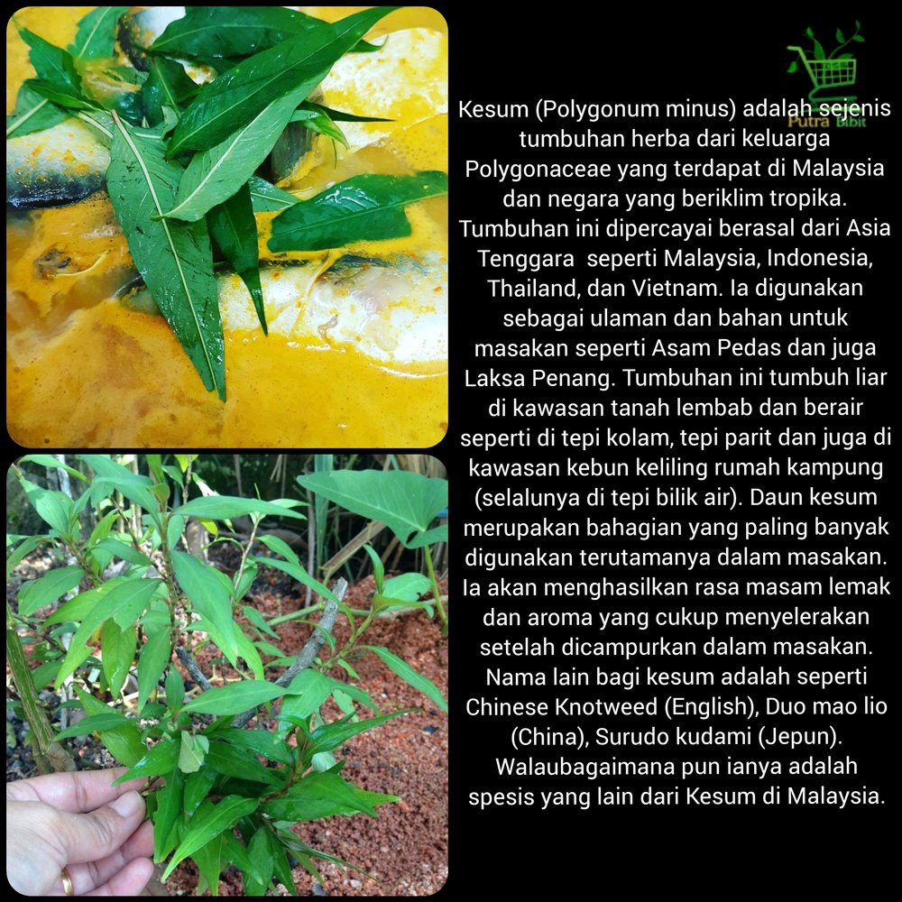 Daun Kesum Segar 500 gram - Bahan Membuat Laksa Murah