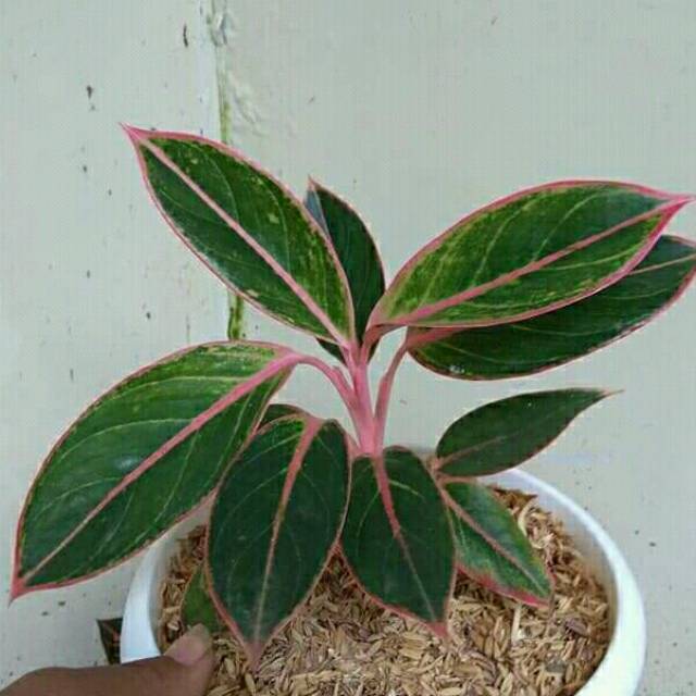 TANAMAN AGLONEMA LIPSTIK PINK | AGLONEMA LIPSTIK