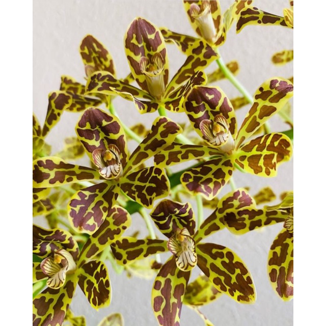 Anggrek Grammatophyllum scriptum remaja