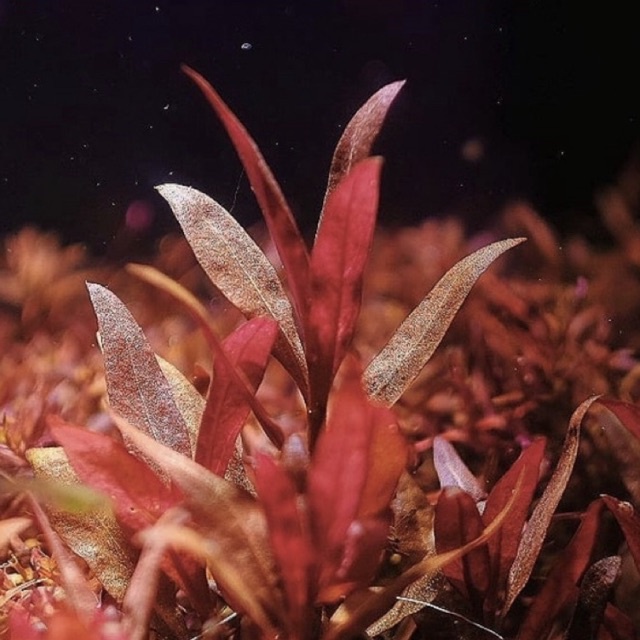 Alternanthera Reineckii mini tropica -  Tanaman Aquascape Tumbuhan Air Hidup Hiasan Dekorasi Pohon Rumput Aquarium