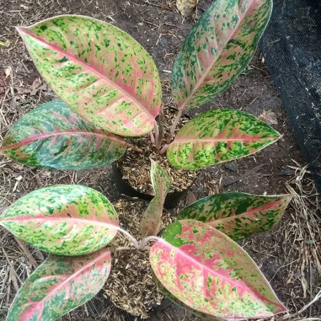 Tanaman hias aglonema big roy / aglonema big roy / tanaman aglonema big roy