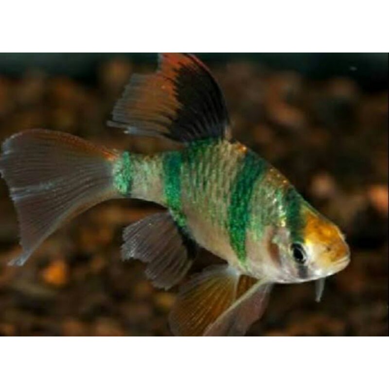 sumatra gren tiger slayer