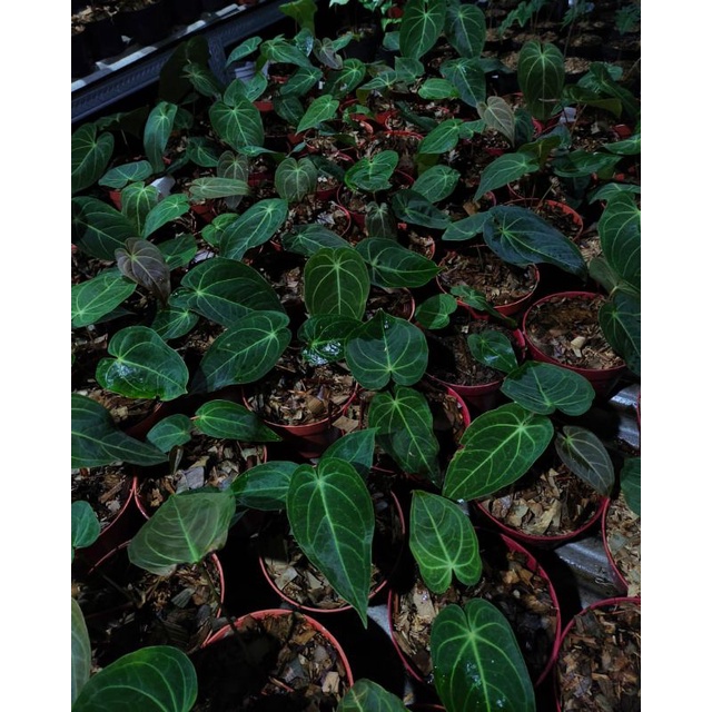 ANTHURIUM MAGNIFICUM VERDE