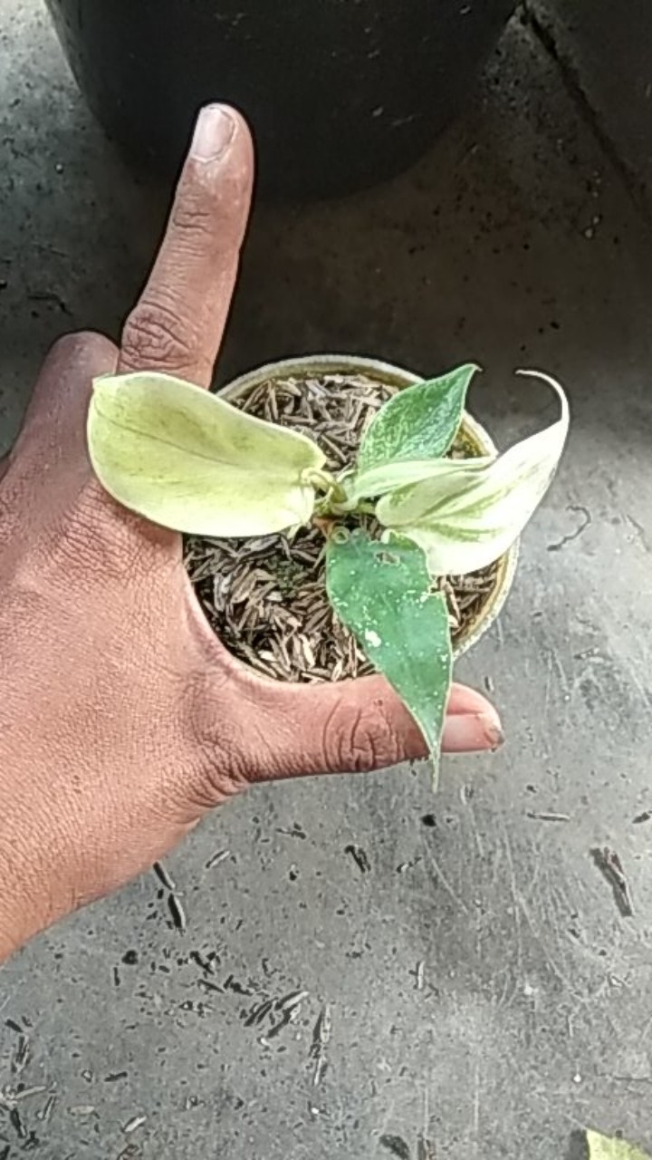 Tanaman Hias Pilodendron Plorida Gostd Min /merpati