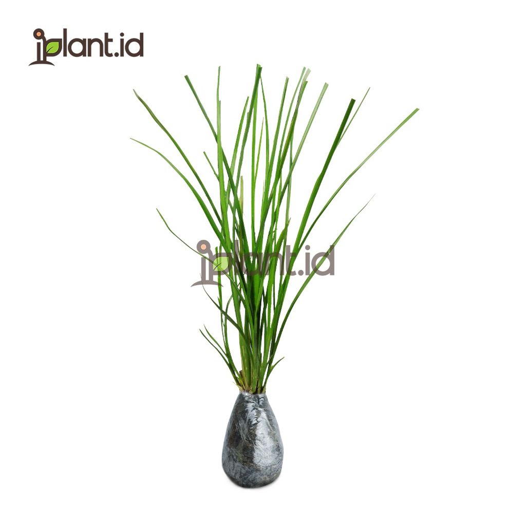 Akar Wangi