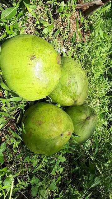 Batik Couple Keluarga Sania Ruffle Ori Ndoro Jowi Dnt Kipas