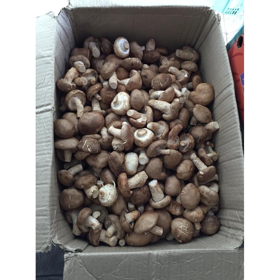 

Promo !! Manna Fresh Jamur Impor Shitake/Hioko Segar 1kg Terbaru