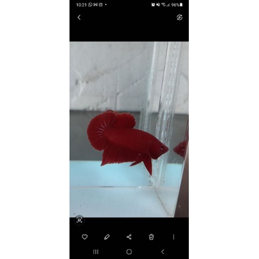 Ikan cupang plakat super red form the best quality