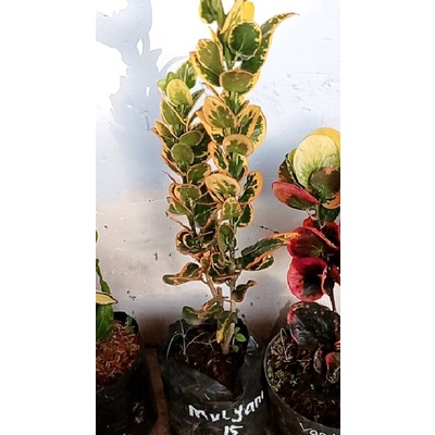 live tgl 16 ags deal kak @mulyani koin