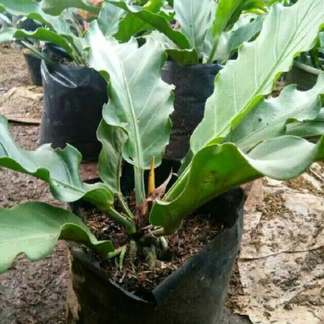 Tanaman hias Anturium Gelombang Cinta - pohon antorium gelombang cinta