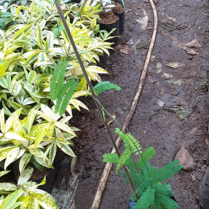 

pohon saga herbal