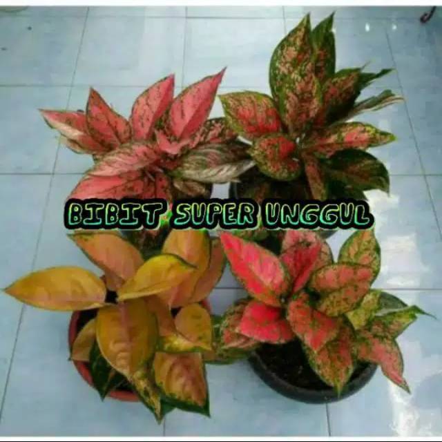 Paket 4 Batang Bunga AGLONEMA BERANEKA MACAM DAN WARNA