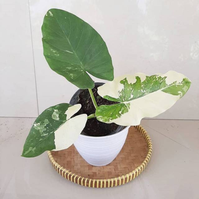 sente atau cente varigata tanaman hias keladi kaladium caladium alocasia monstera philodendron macro